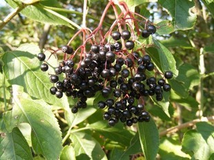 Czarny bez - na obrzęki, żylaki, przeziębienia