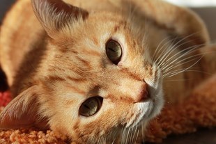 Naukowcy udowodnili, że koty mogą leczyć i przedłużać życie! Co jeszcze potrafią koty?