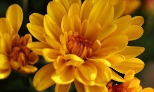 Czy ceny chryzantem wzrosną przed 1 listopada? To usłyszeliśmy od producentów