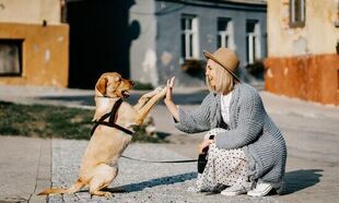 Rasy psów, które kochają właściciela bardziej niż siebie samego