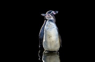 Tajemnicze życie pingwinów