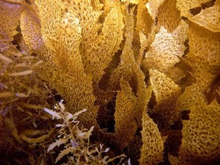 Kelp -  bezcenna brunatna alga! Na co pomaga?