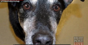 Frankie, pies, który rozpoznaje raka