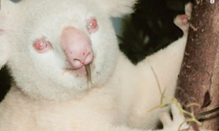 Skąd się biorą albinosi? A są i wśród zwierząt...