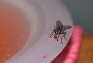 Domowe ekologiczne sposoby na muchy
