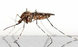 Komary - zmora letnich wieczorów! Zobacz, jak się ich pozbyć!