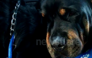 Rottweiler rozpaczający po śmierci brata