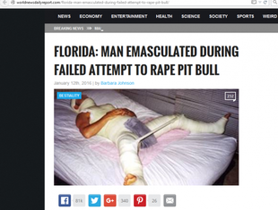 Pit bull odgryzł gwałcicielowi genitalia