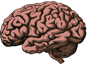 Co powinnaś wiedzieć o swoim mózgu