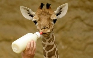 Dorosłe ssaki nie piją mleka! Dlaczego człowiek jest taki głupi?