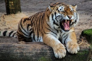 Tygrys zabił turystkę w parku w Chinach