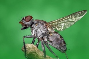 Domowa mikstura na muchy