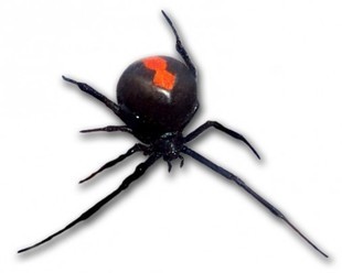 Australia - jadowity pająk ukąsił go dwa razy w penisa w ciągu pół roku