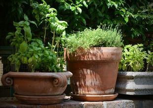 Własne zioła w kuchni - jak założyć ogród na balkonie