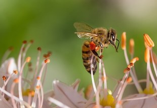 Trzy czwarte Polaków wierzy w mity dotyczące pszczół i twierdzi, że masowo wymierają