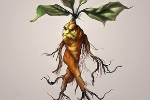 Mandragora - tajemnicza roślina człowiek