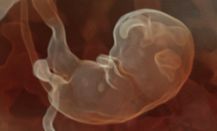 Jak rozwija się dziecko w brzuchu przyszłej mamy? Możesz to zobaczyć na USG!