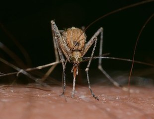 Komary znajdują ofiarę z kilkudziesięciu metrów