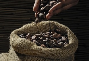 Kakao - napój bogów