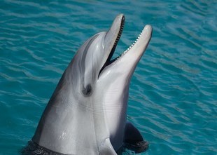 Jacques Mayol - Człowiek delfin