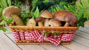 Czy warto jeść grzyby?