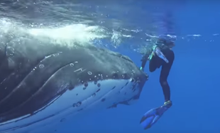 25 tonowy wieloryb uratował życie biolog Nan Hauser