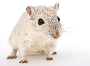 Szczury pomogą wyjaśnić związek Parkinsona z depresją