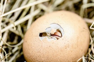 Odwieczny problem - co było wcześniej - jajko czy kura?