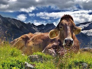 Czy moglibyśmy jeść trawę, jak krowa?