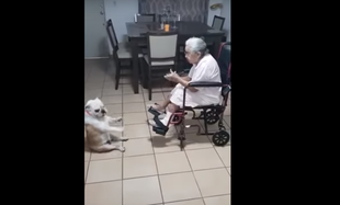Babcia śpiewa, pies tańczy