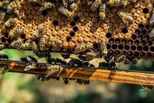 Pierzga pszczela – wyjątkowy dar od pszczół