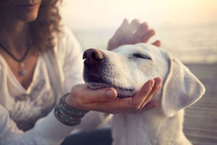 Rasy psów krótkowłosych – jak pielęgnować psy z krótką sierścią?