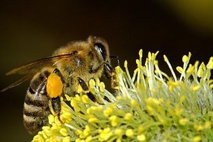 Miejskie pszczoły kochają cmentarze, ale ich miód jest równie zdrowy jak ten ze wsi