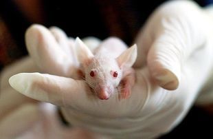 Podaruj im nowe życie! Wolontariusze szukają domów dla zwierząt laboratoryjnych!
