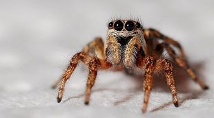 Lęk przed pająkami sprawia, że wydają się nam większe