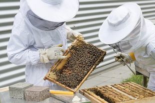 Pszczoły w miastach  wytwarzają bardziej oryginalny i czystszy miód niż na terenach rolniczych