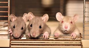 Szczury też pomagają przyjaciołom