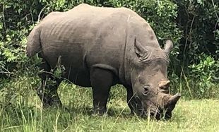 Witajcie w Ugandzie - dlaczego białe nosorożce wcale nie są białe?