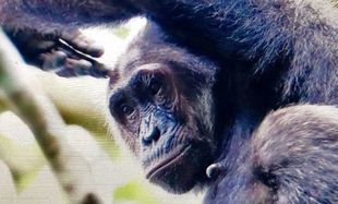 Witajcie w Ugandzie - w krainie szympansów