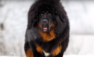 10 największych psów na świecie