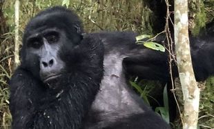 Górskie goryle w Afryce zagrożone koronawirusem. Nam się udało odwiedzić je przed epidemią. Kongo i Rwanda zamknęły parki, w Ugandzie nie ma turystów