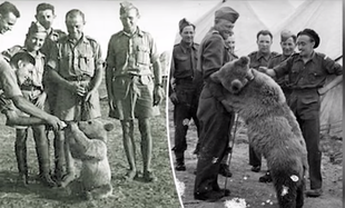 Wzruszająca historia o niedźwiedziu Wojtku, który walczył podczas II wojny światowej