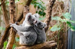 Czy miś koala jest misiem? Sprawdź, co wiesz o zwierzętach?