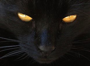 Dlaczego czarny kot ma przynosić pecha?