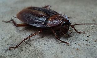 Pięć chorób, które mogą być przenoszone przez karaluchy