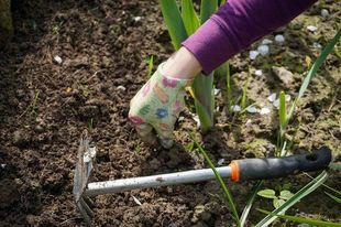14 sposobów użycia sody oczyszczonej w ogrodzie. Zdziwisz się, jaka jest przydatna