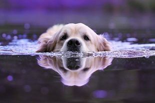 Czy wszystkie psy umieją pływać?