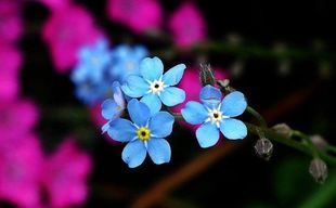 Niezapominajka - kwiat tragicznej miłości