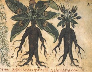 Mandragora - tajemnicza roślina w kształcie człowieka