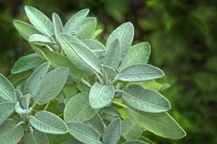 Szałwia - magiczna roślina na uderzenia gorąca podczas menopauzy